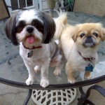 Dog Sitting in Gwinnett County, GA