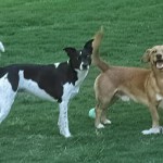 Dog Walking Service in Gwinnett County, GA