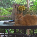 Orange cat laying on table