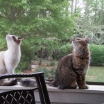2 Cats in window sill