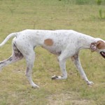 Big White dog