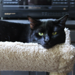 Black Cat on Tower