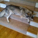 Dog on steps