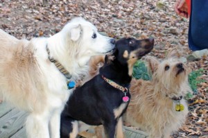 Hope, April & Danny wait for  cookie.            Photo by Cindy Flanary