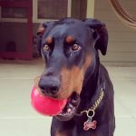 Brown Dog with ball in mouth