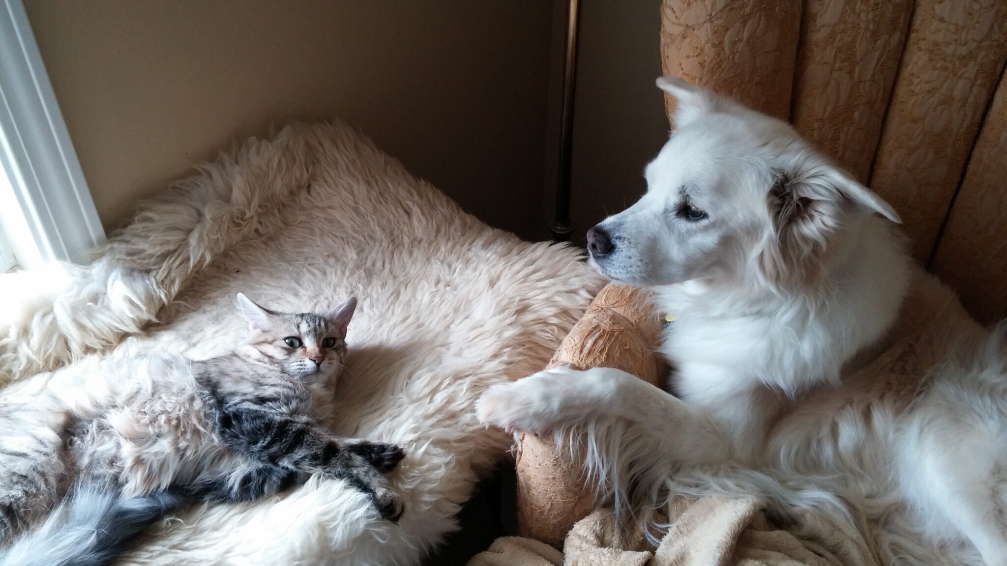 Can Dogs and Cats Live Together Peacefully? - Sweet Dreams Pet Sitting